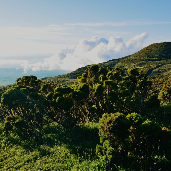 Landscape_02